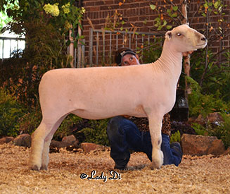 A & M Ranch Winners