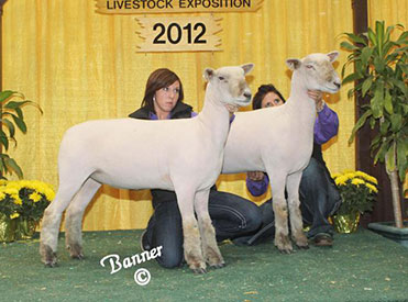 A& M Ranch Winners
