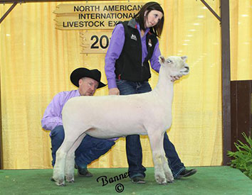 A & M Ranch Winners