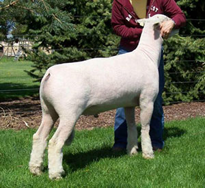 A & M Ranch Winners