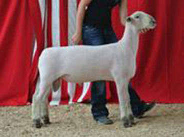 A & M Ranch Winners