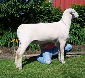 A & M Ranch Winners