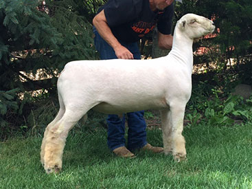 A & M Ranch Winners