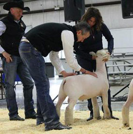 A & M Ranch Winners