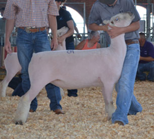 A 7M Ranch Winners
